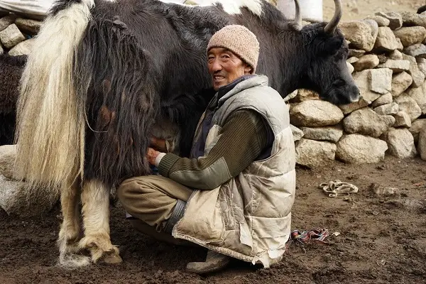 Lobsangs Vater hilft am fühen Morgen die Yaks zu melken klein